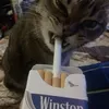 kotiki_cat_1