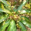lidahbuaya2000