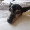 littleleo81