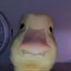 quackidiquack