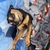 norbert.grizzy