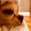 dailydoggy1