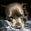 iluvdogs985