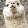 anonimo._o2