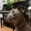 See & Save the dogs