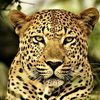 joseluisleopardo