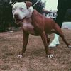 stinka_kingston