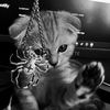 🐈‍⬛ϻｙ𝔷á♡/𝖒𝖕3𝖙𝖗𝖞𝖘𝖍𝖐𝖆