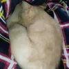 kittyluvsjulia