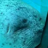 seallover.eli