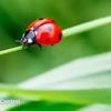 coccinelle089