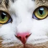 apioneercat