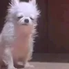 duachuotchammuoi12