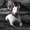 SakuraTheBullterrier