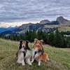 shelties_chilay_enie