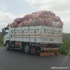 novaking28
