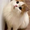 eing_1487