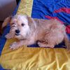 perro_wuaton02