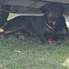 rottweilermama91