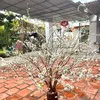 pine25_