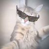 thecatmeowsloudly34567c8