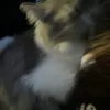 acngdln_