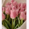 tulipanes20255