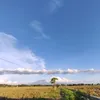 ripiu.pilem