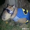 snoopcat9990
