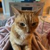 fiocatty1031