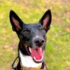 soypelusadog