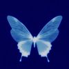 butterfly_031.1