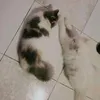kucinggembul99