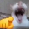 bloombloodfinna