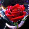 user5300705697800