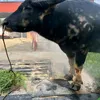 trauchoidoson0