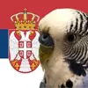 aserbparrot