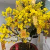 kimhoa11440