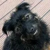 elli_hund