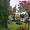 luzoncebayc