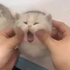 sm0lp0ppy