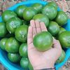 waryani005
