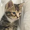 tabby_my_kitten