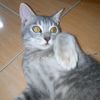 stm_ditz