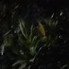 rendi_apj5