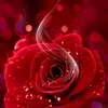haroon081u