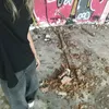 wiczkabesti_zwierzaki