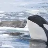 justwhaleseals