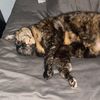 twotorties