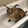 topelotote